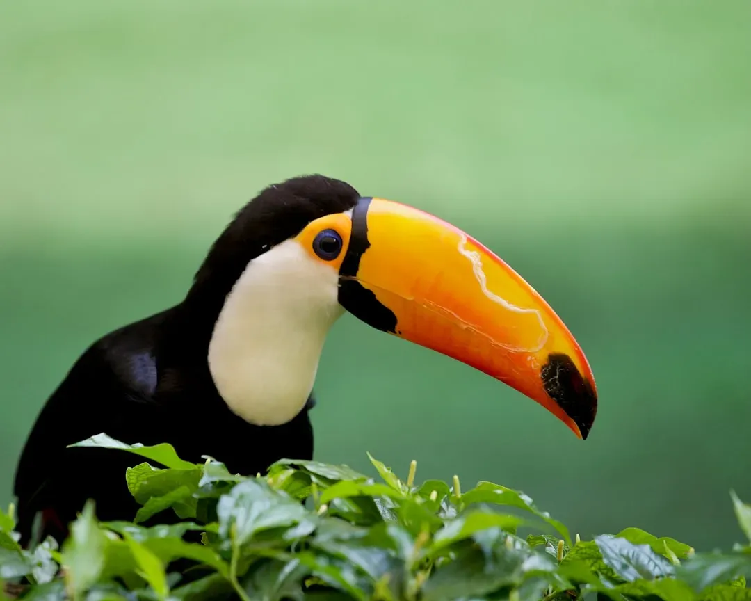 Toco Toucan: Rainbow Reach (Image Credits: Unsplash)