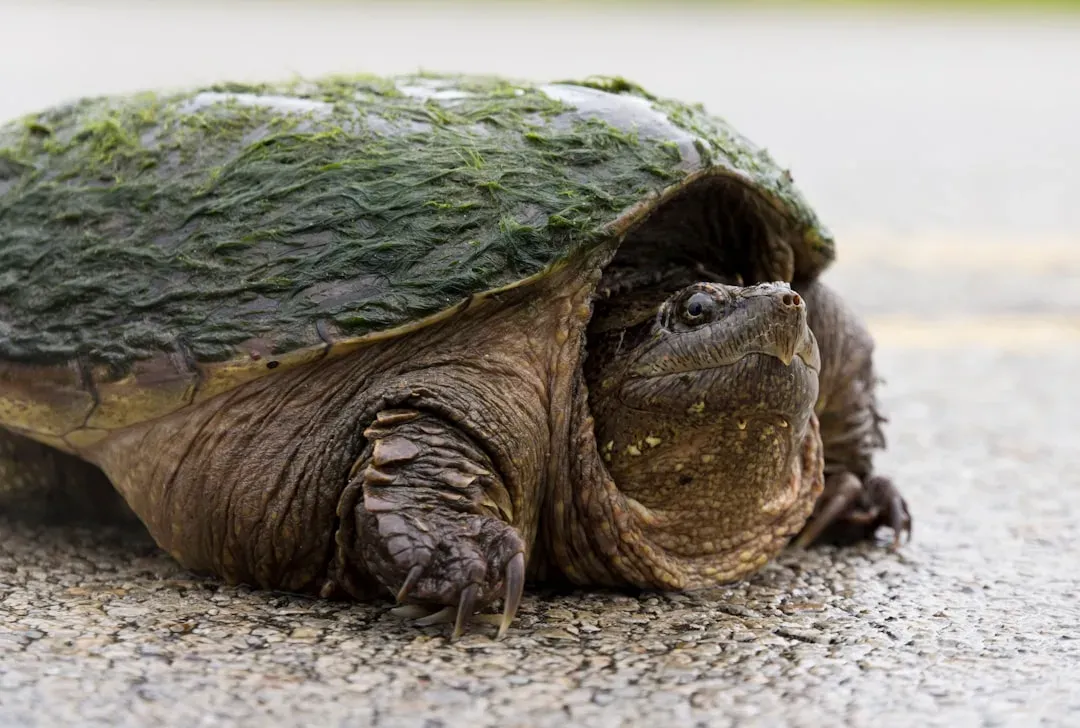 Virgo (August 23 – September 22): The Snapping Turtle (Image Credits: Unsplash)