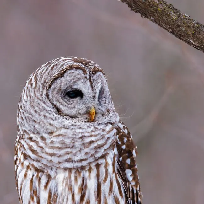 2. Minute Changes in Sound Frequency (Image Credits: Pexels)