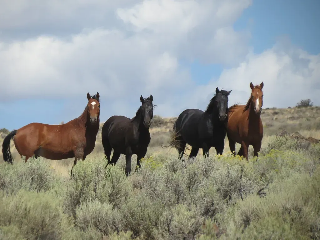California: Wild Horses in the Golden State (Image Credits: Flickr)
