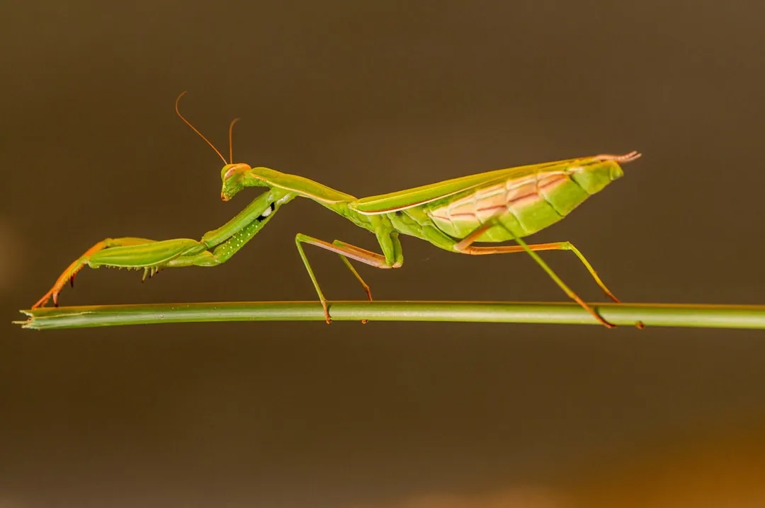 #4 Its strike is one of the fastest movements in the animal kingdom (Image Credits: Unsplash)