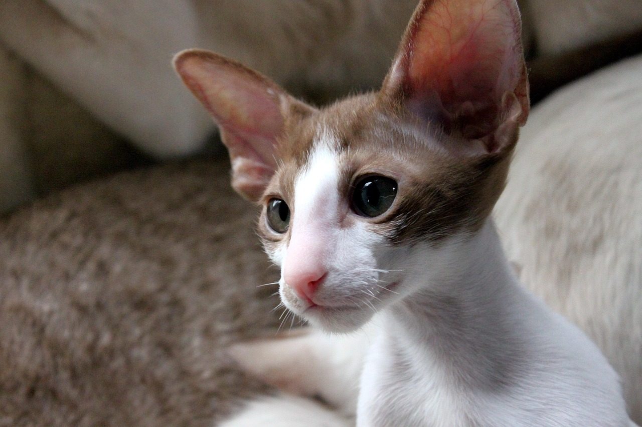 Oriental Shorthair Cats (Image Credits: Pixabay)