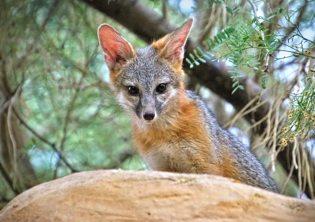 Kit Fox (Monkeystyle3000, Flickr, CC BY 2.0)