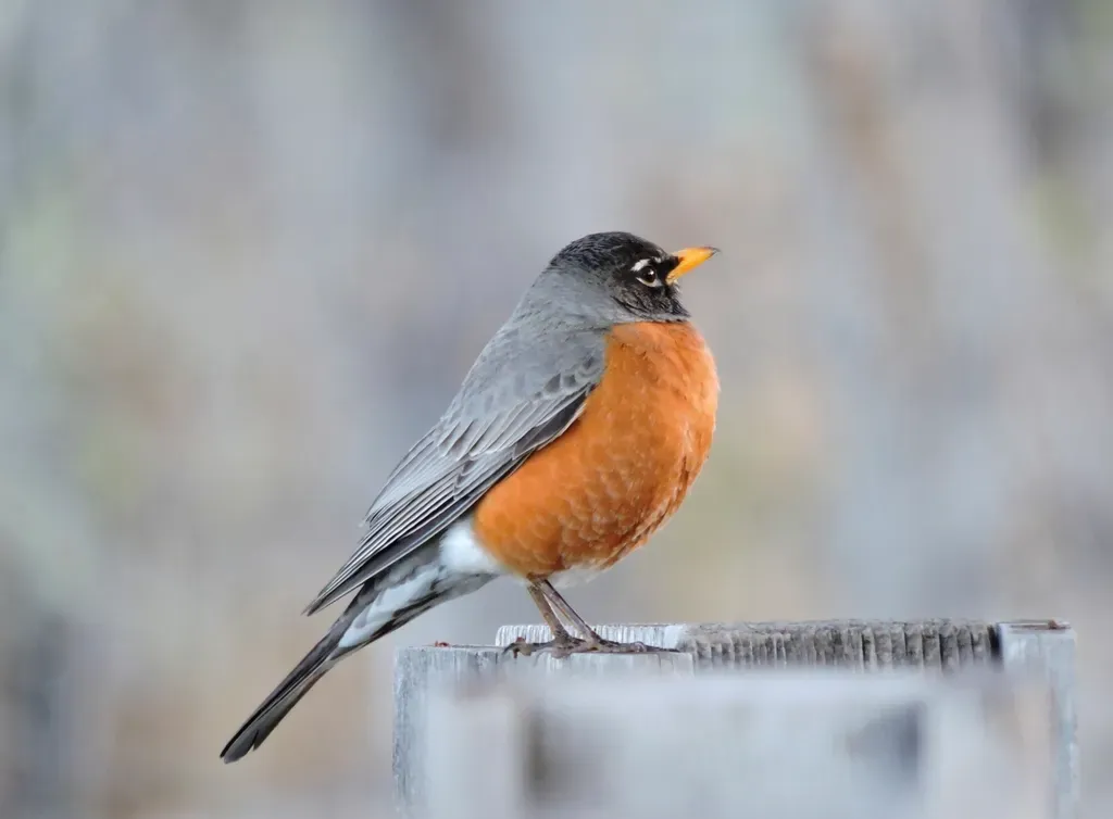 American Robin (Image Credits: Rawpixel)