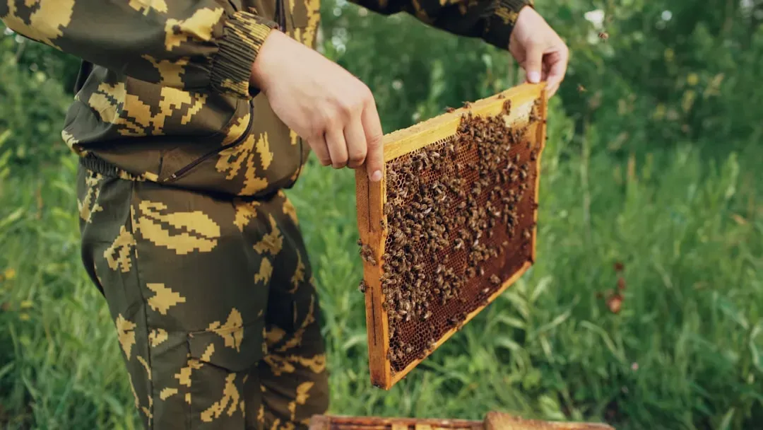 Honeybees: Geometric Geniuses of the Insect World (Image Credits: Unsplash)