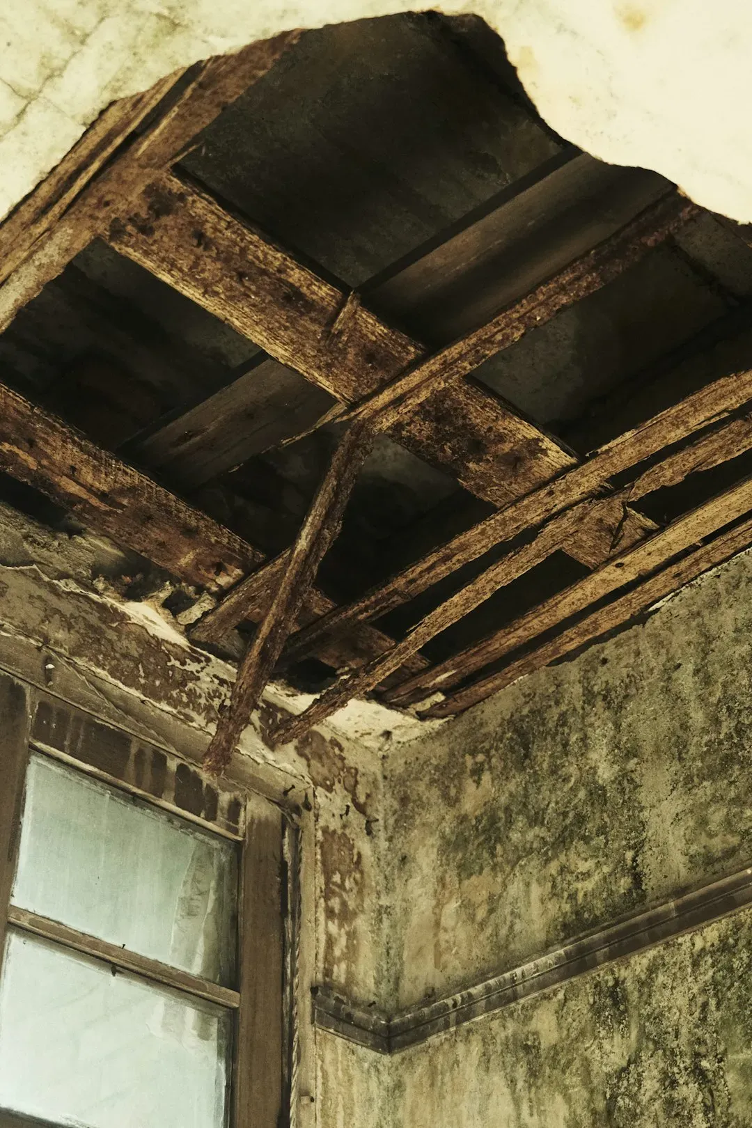 The Musty Aroma of Damp Wood (Image Credits: Unsplash)