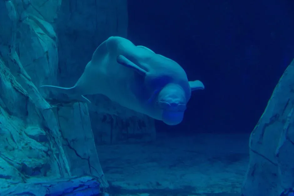12. Beluga Whales Shape-Shift Their Foreheads to Communicate (Image Credits: Pexels)