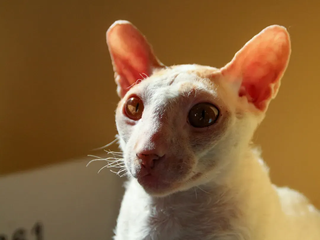 Gemini (May 21 &ndash; June 20): The Cornish Rex, Your Playful Mirror (Image Credits: Unsplash)
