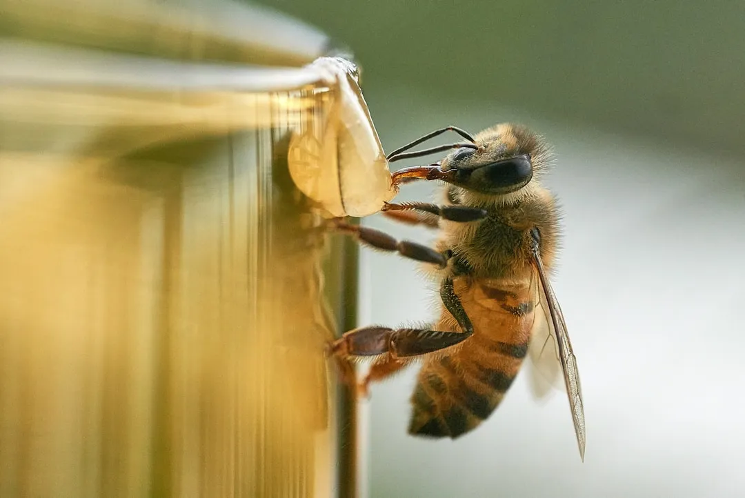 Timing the Waggle: How Distance Is Built Into the Dance (Image Credits: Unsplash)