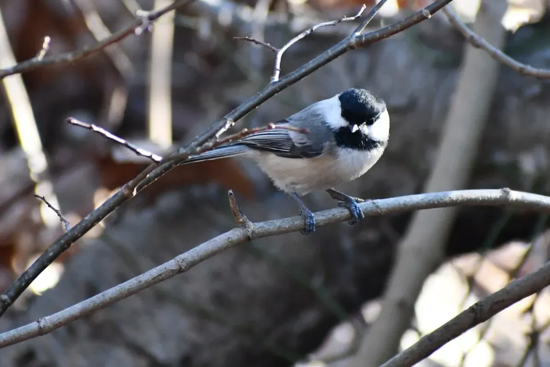 Chickadees Have a Memory System That Rivals Much Larger Animals (Image Credits: Unsplash)