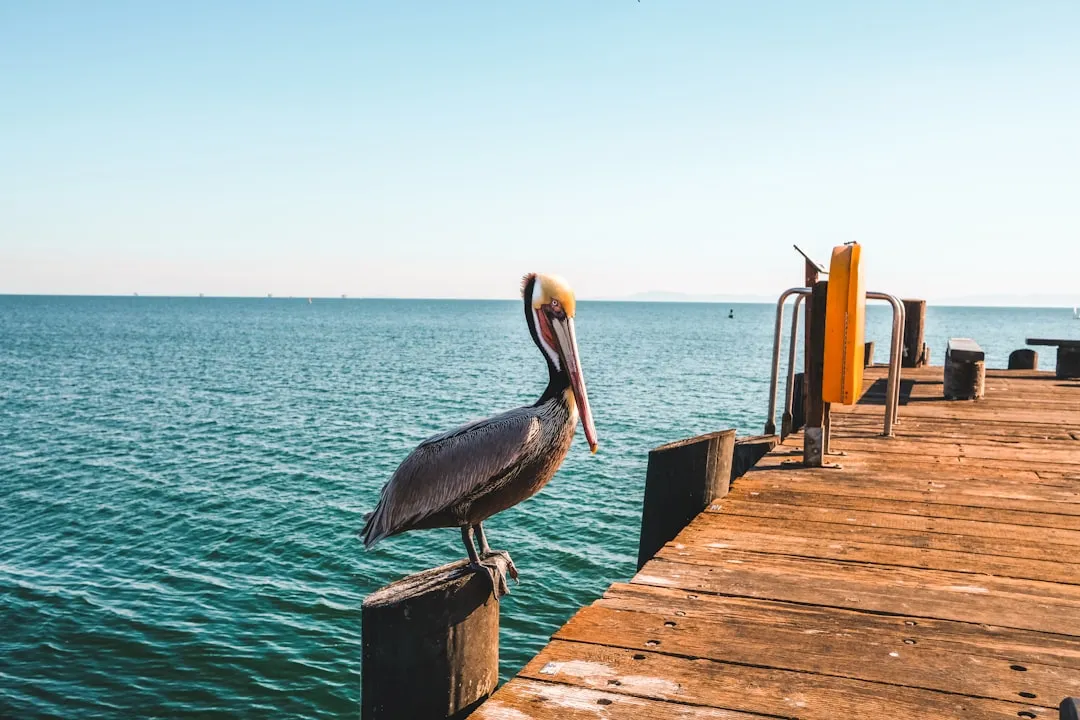 Conclusion: A Call to Observe and Protect (Image Credits: Unsplash)