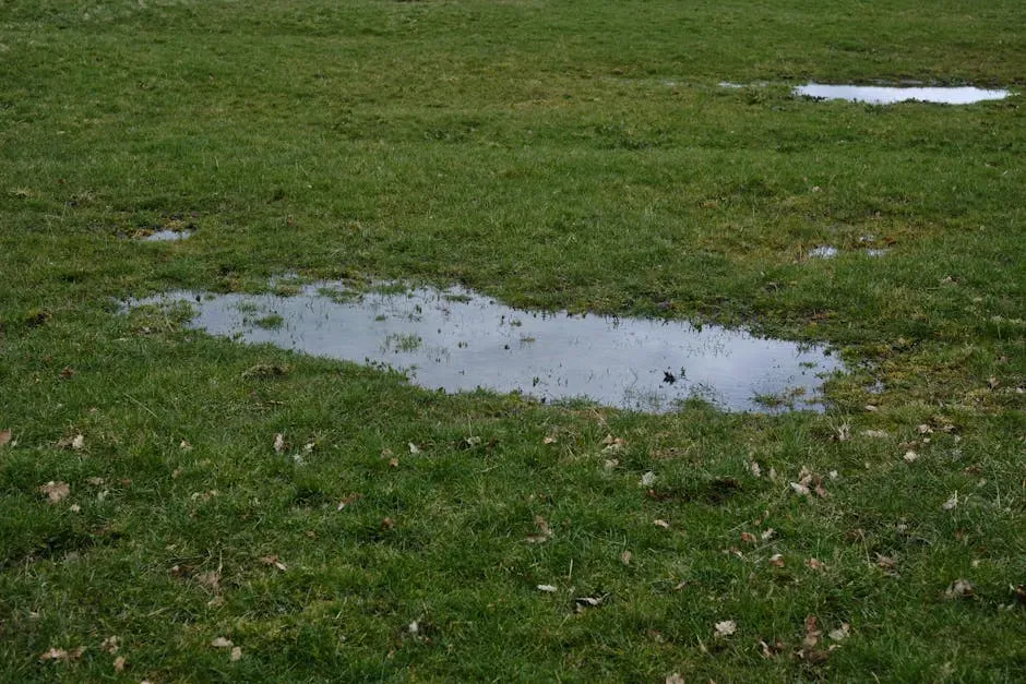 Eliminate Moisture and Standing Water (Image Credits: Pexels)