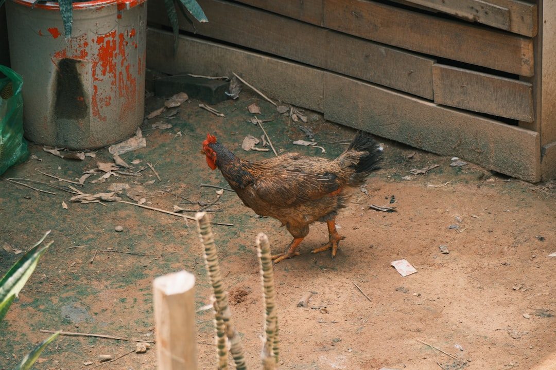 Accumulation of Waste and Poor Sanitation (Image Credits: Unsplash)