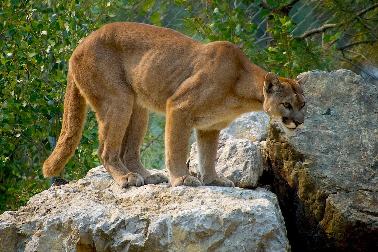 They Are Not Actually Big Cats (Image Credits: Pixabay)