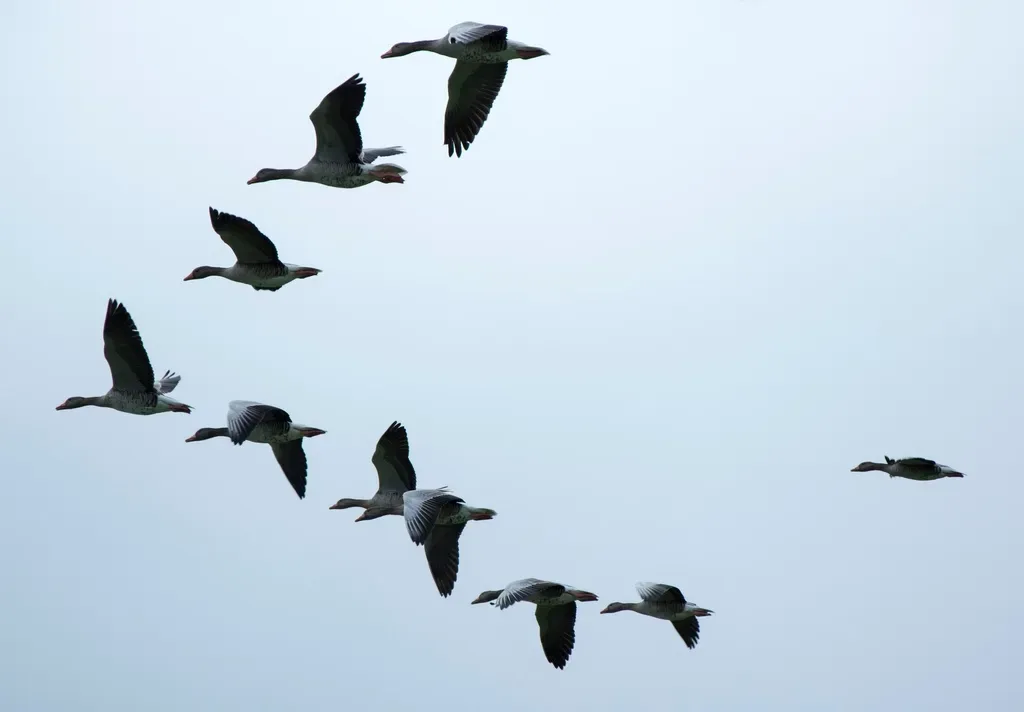 Altering migration timing or route segments (Image Credits: Rawpixel)