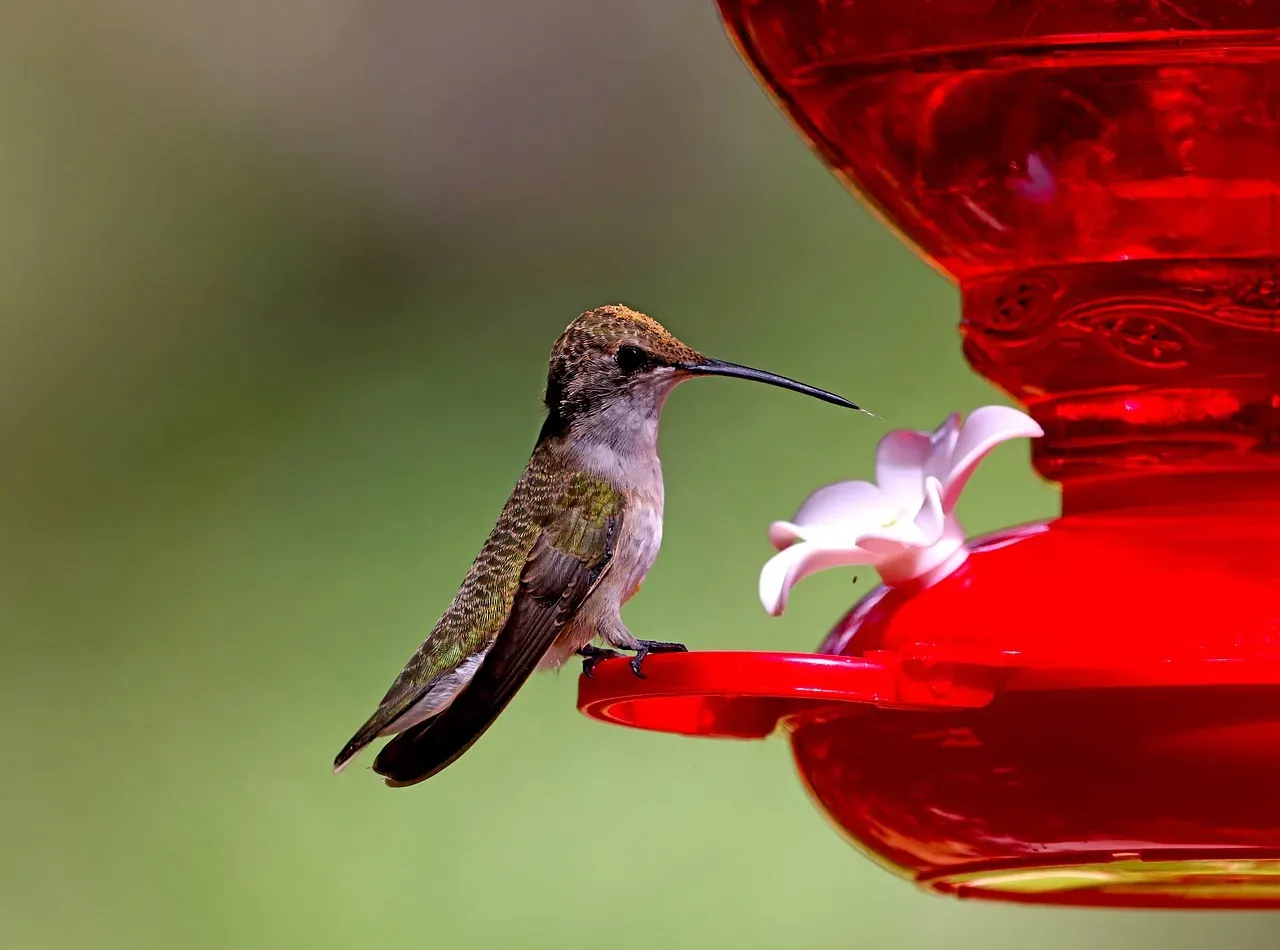 Make Your Yard Safe From Common Threats (Image Credits: Pixabay)