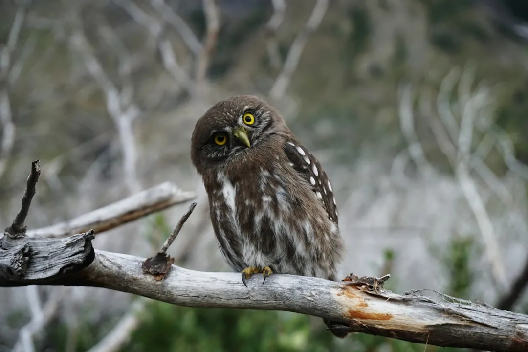#7 - Why Cautious Respect Still Follows the Owl Today (Image Credits: Unsplash)