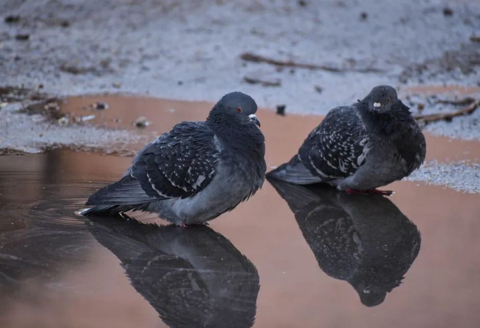 Turning pigeon memory into a practical scientific tool (Image Credits: Pexels)