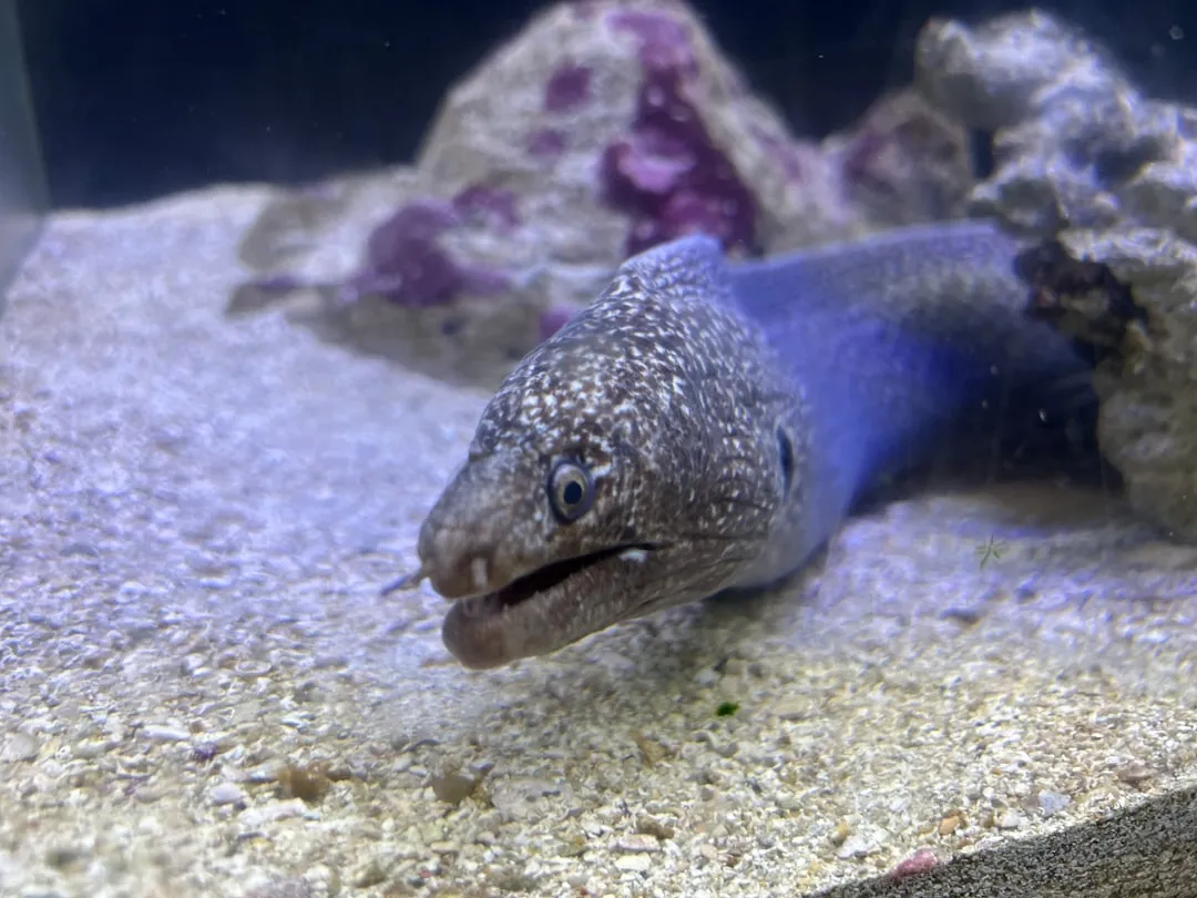 Gulper Eel: A Living, Stretchable Stomach (Image Credits: Unsplash)