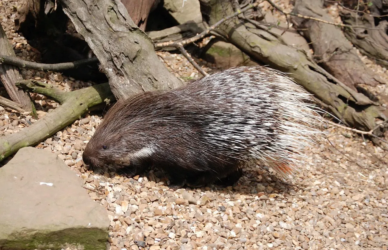 #3: Porcupine Quills Are Coated in Natural Antibiotics (Image Credits: Pixabay)