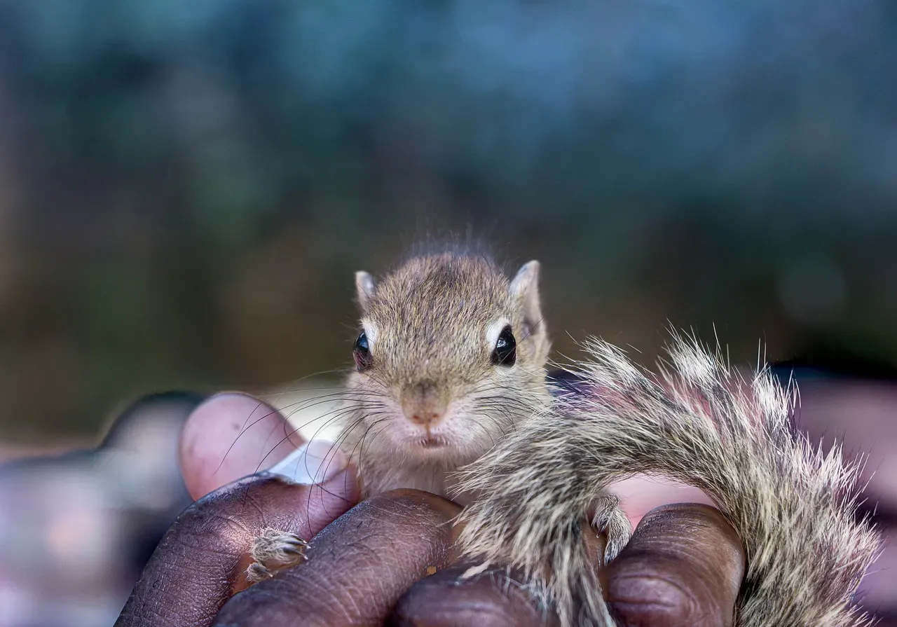 #10: Baby Chipmunks Are Born Completely Helpless (Image Credits: Pixabay)