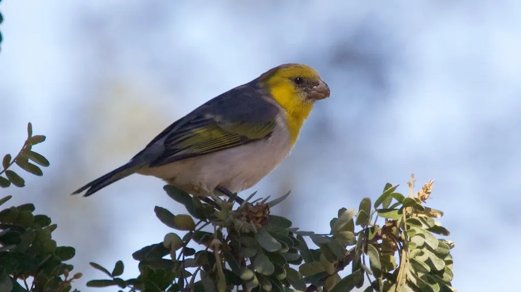 Palila: The Seed-Cracking Specialist of Mauna Kea (Bettina Arrigoni, Flickr, CC BY 2.0)