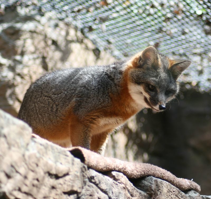 Channel Islands National Park: The Island Fox Found Nowhere Else (Image Credits: Flickr)
