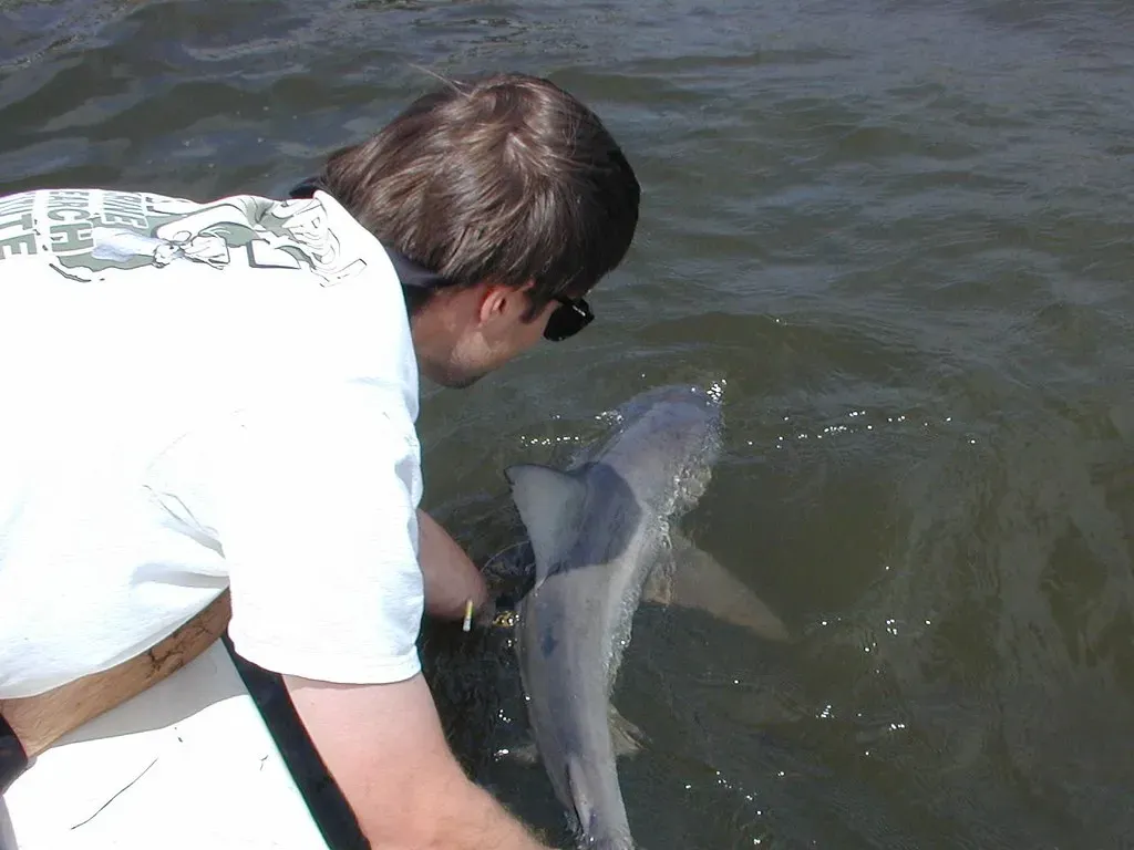 Bull Sharks Can Survive in Freshwater (Image Credits: Flickr)