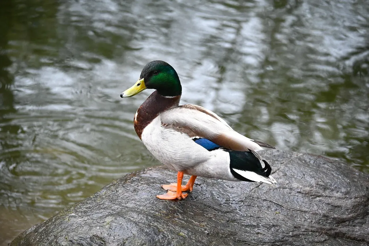 The Role of the Endangered Species Act (Image Credits: Pixabay)