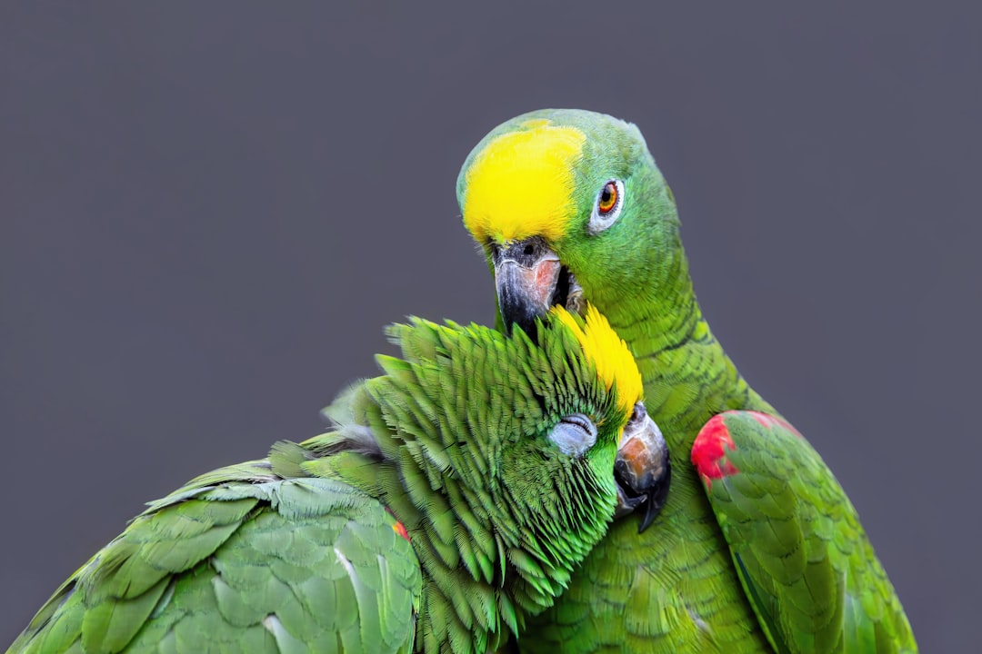 Birds - The Vocal Emotional Mirrors (Image Credits: Unsplash)