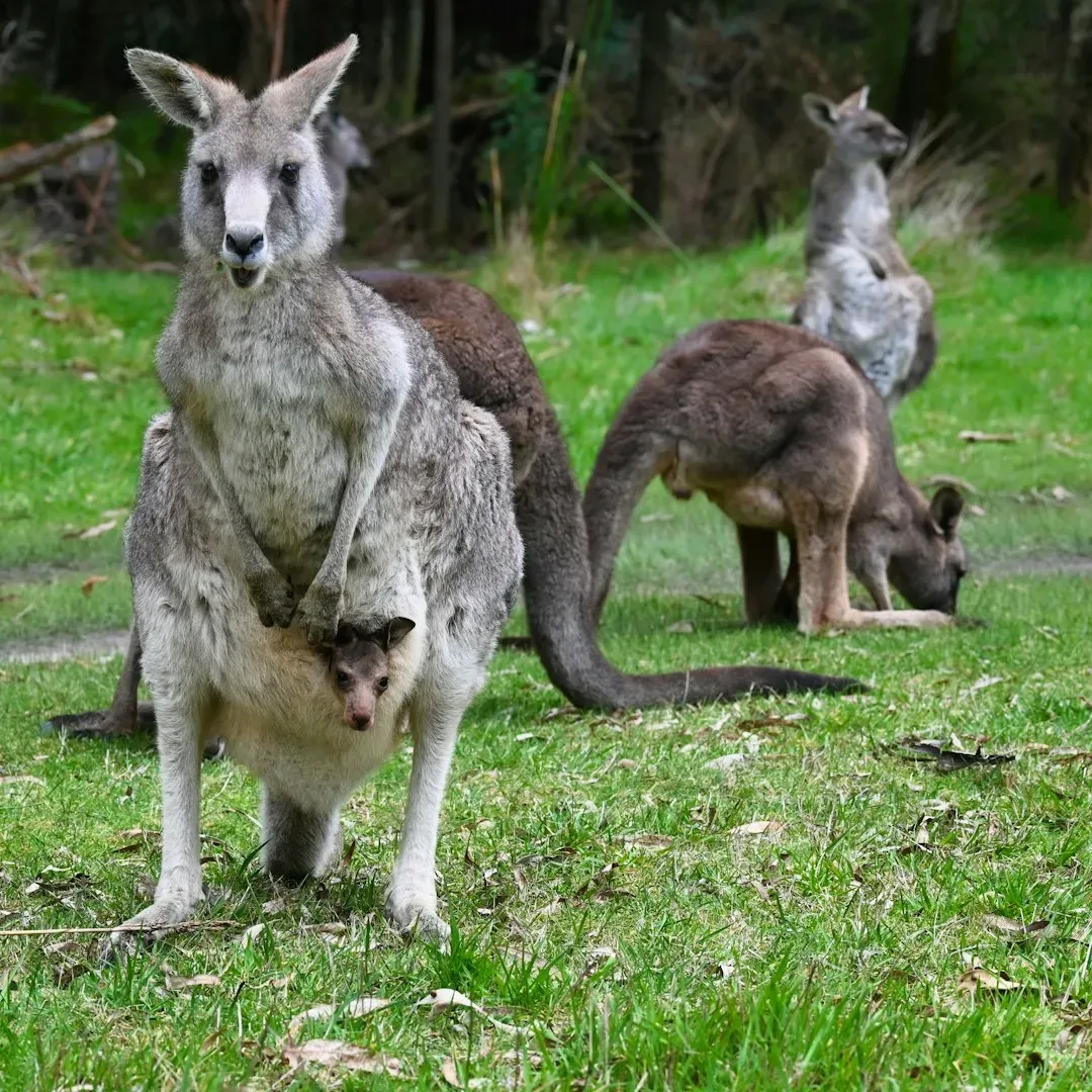 Kangaroos Sacrifice Their Own Babies (Image Credits: Unsplash)