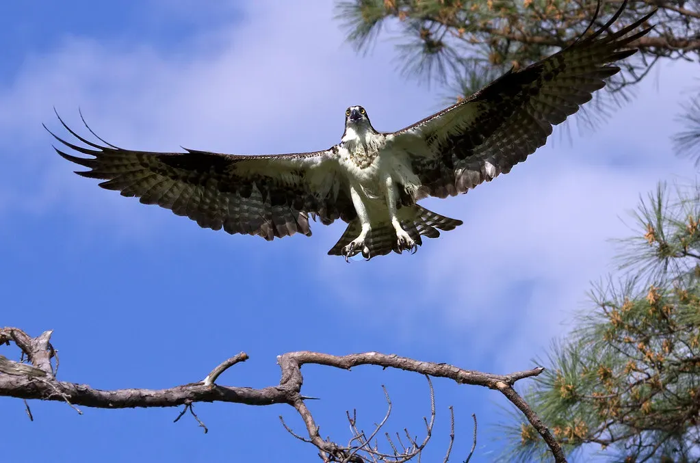 Libra: The Osprey (Image Credits: Flickr)