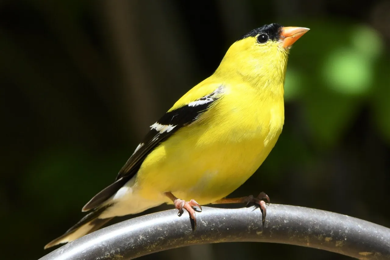 3. American Goldfinch – Green Insect Nibbler To Seed Purist (Image Credits: Pixabay)