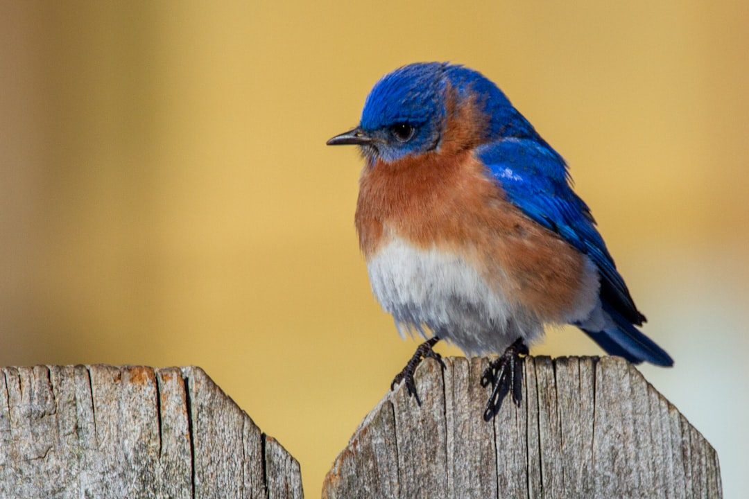 Eastern Bluebirds: The Azure Pest Controllers (Image Credits: Unsplash)
