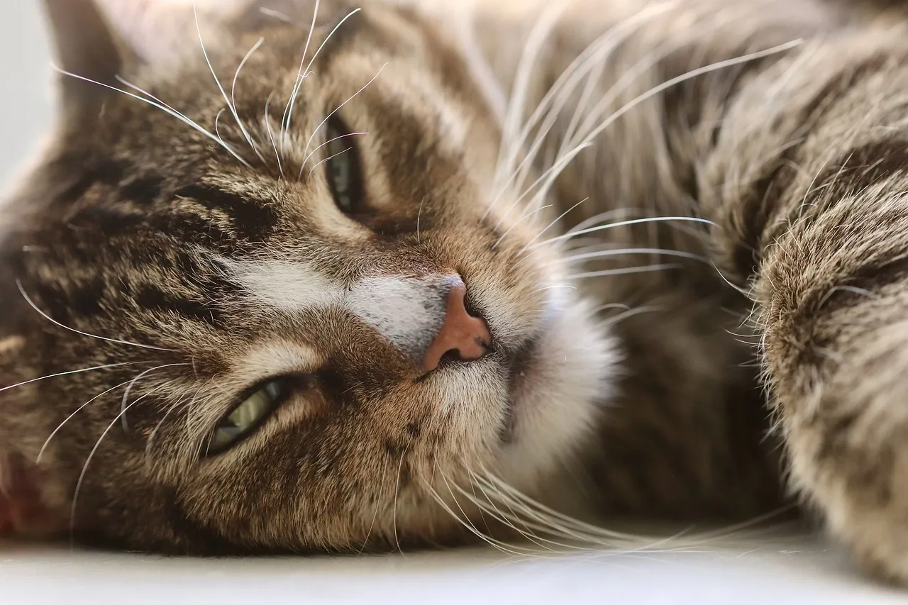 #2 - Domestic Longhair/Moggy: The Overlooked All-Star of Quiet Homes (Image Credits: Pixabay)