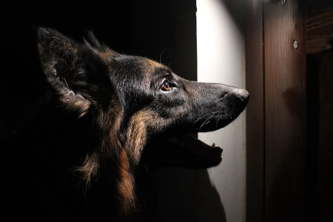 #1 - The Bathroom Door Stakeout (Image Credits: Unsplash)