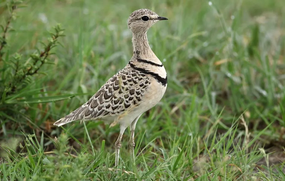 #1 - Grassland Birds as a Group Have Lost More Than Half Their Numbers (Image Credits: Pexels)