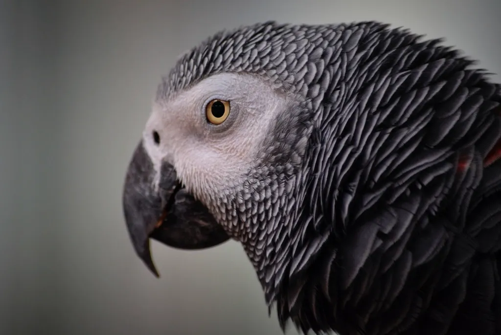 #9 - African Grey Parrots: Hyper-Smart and Hyper-Selective (Image Credits: Rawpixel)