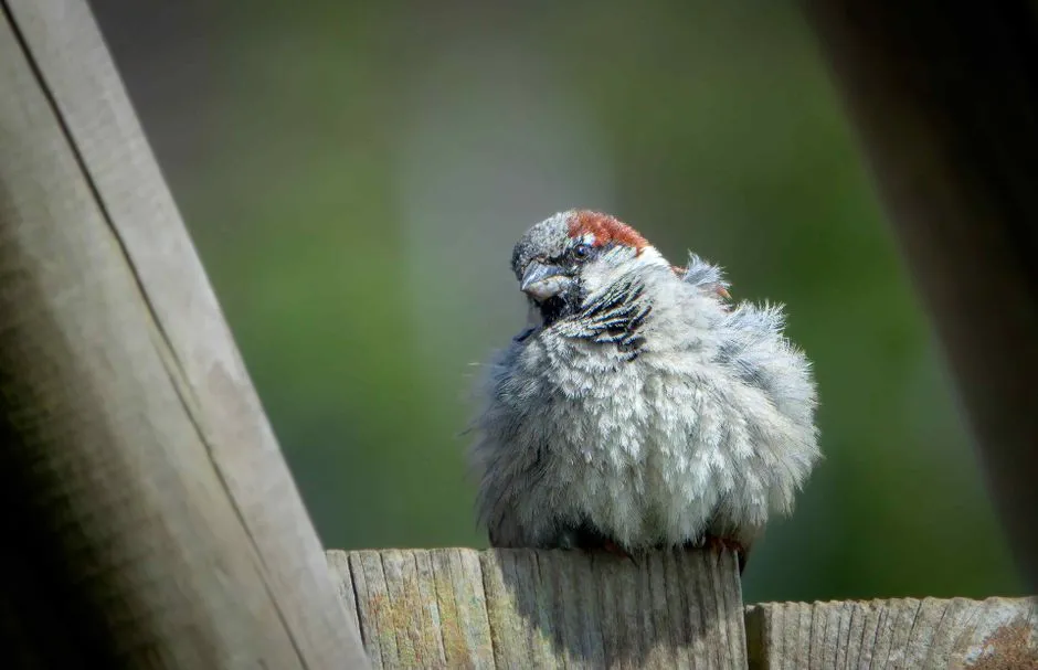 9. Fluffing Feathers When You&rsquo;re Near (Image Credits: Pexels)