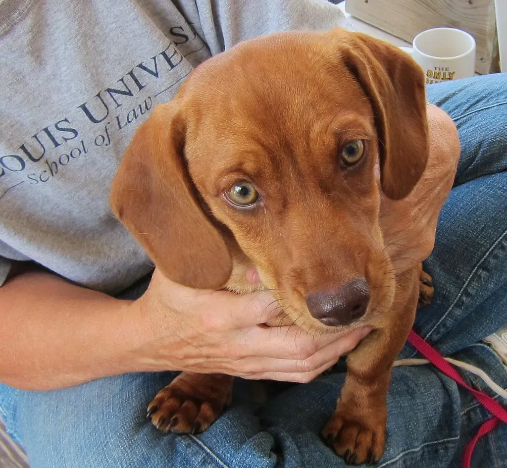 Shelter Animals Are Unhealthy and Come With Medical Problems (Image Credits: Flickr)