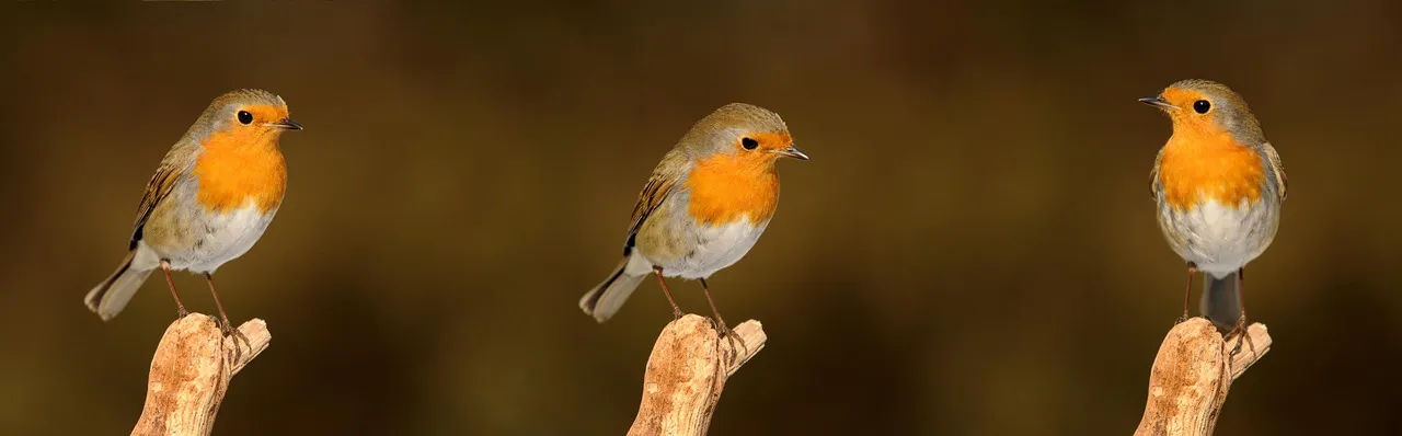 How to Turn Your Garden Into a Place Birds Remember (Image Credits: Pixabay)