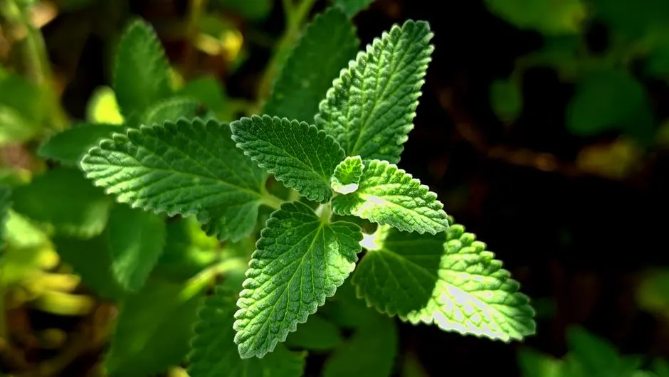 3. Catmint (Nepeta): Loved by Cats, Snubbed by Groundhogs (Image Credits: Pexels)
