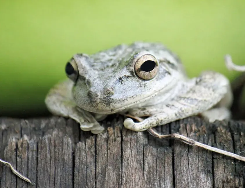 1. The Wood Frog: Nature's Master of Freeze-and-Thaw (Image Credits: Pexels)