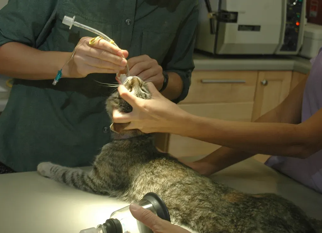 The Power of Spaying and Neutering (Image Credits: Wikimedia)