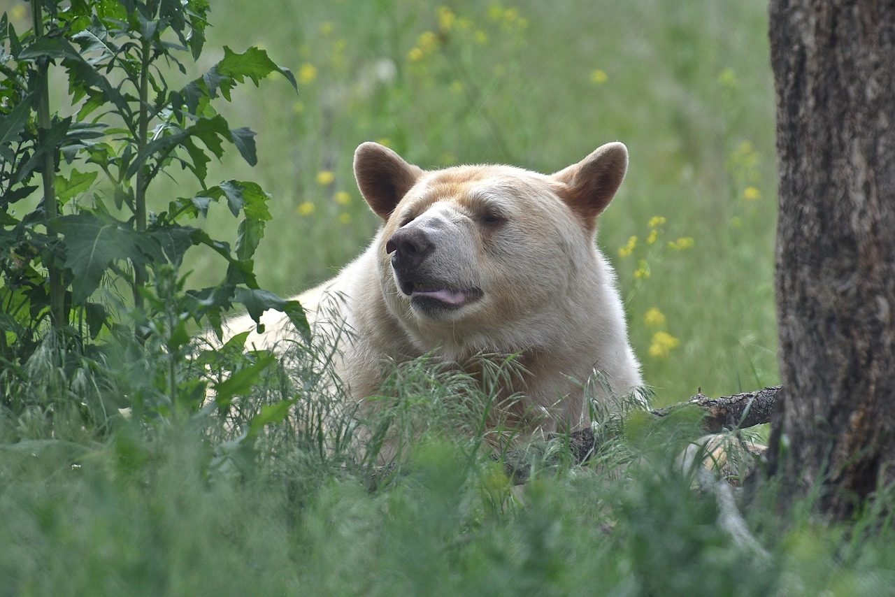 The Bear: Guardian of Medicine and Healing (Image Credits: Pixabay)