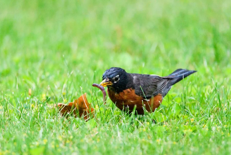 #1 A Reliable All‑You‑Can‑Eat Worm Buffet (Image Credits: Pexels)