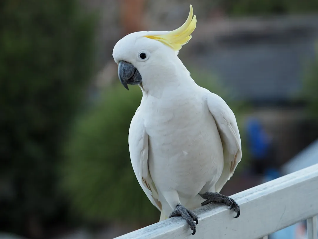 #5 Cockatoos (Image Credits: Unsplash)