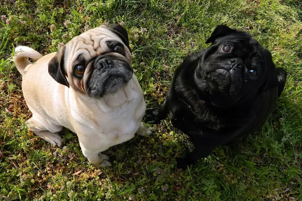 #4 - Pug (Image Credits: Rawpixel)