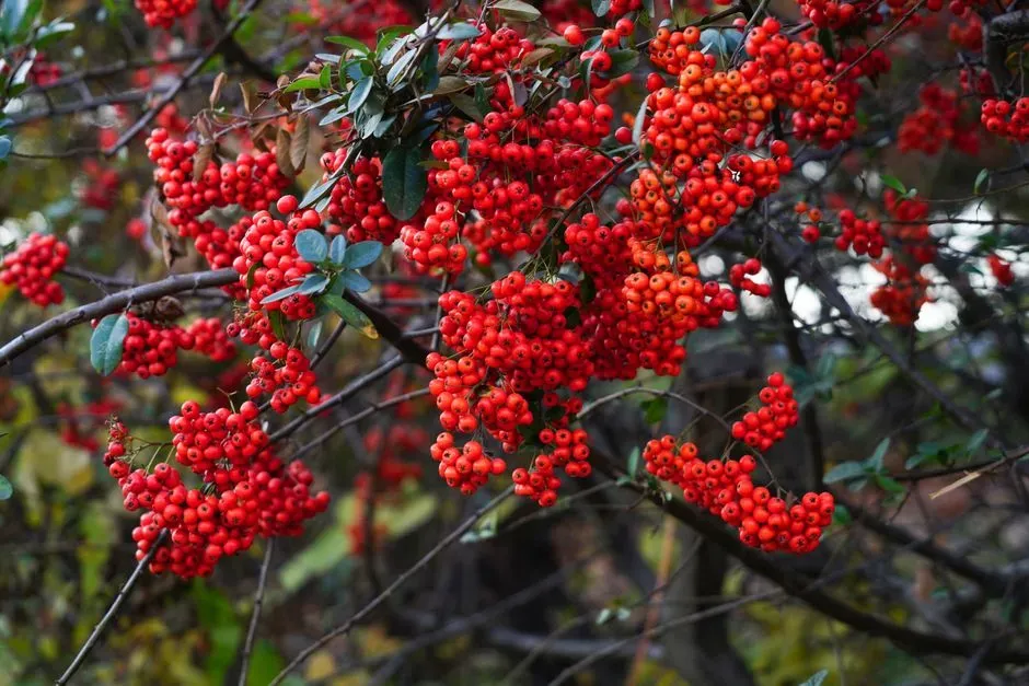 Black Chokeberry (Aronia melanocarpa) (Image Credits: Pexels)
