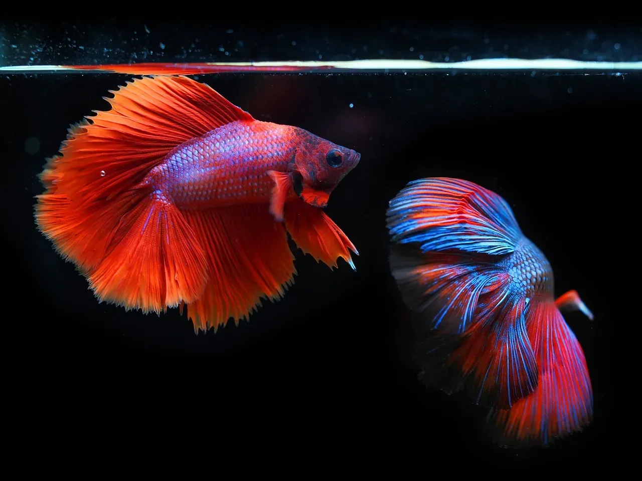 Deep Sea Fish Surface Before Tsunamis and Earthquakes (Image Credits: Pixabay)